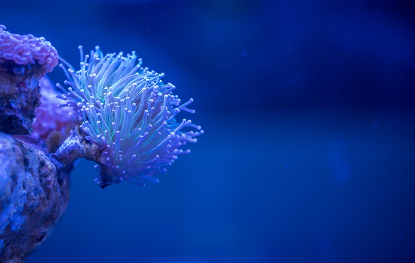 美丽的珊瑚图片