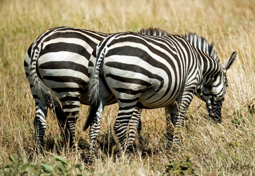南非草原上群居的斑马图片