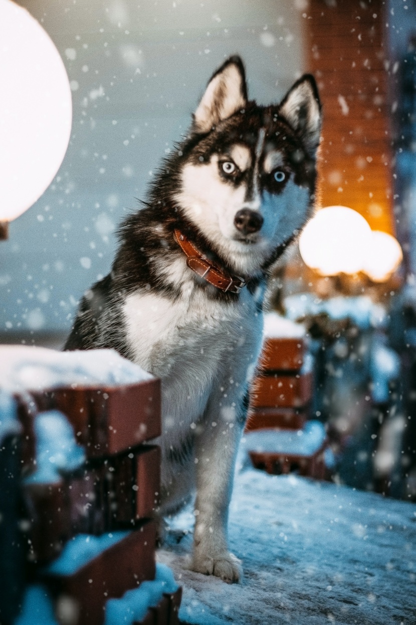 生性友善的西伯利亚雪橇犬图片