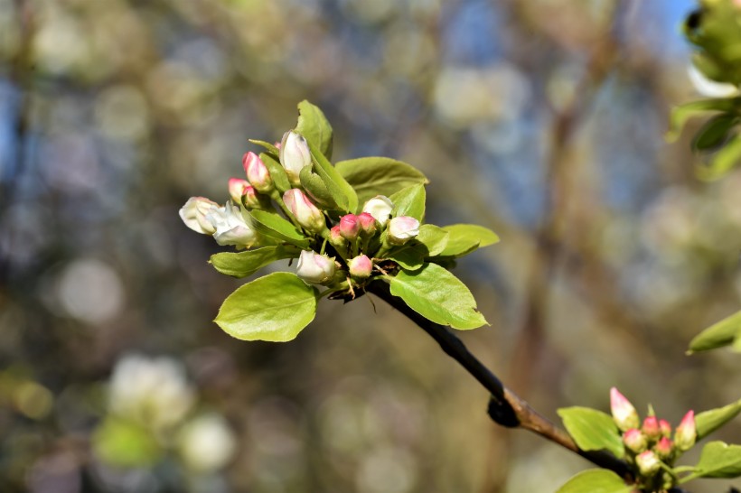 春天生机勃勃洁白的梨花图片