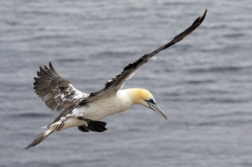 白色羽毛喜欢群居的北方塘鹅图片