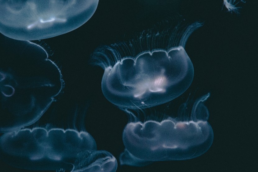 透明漂亮的水母图片