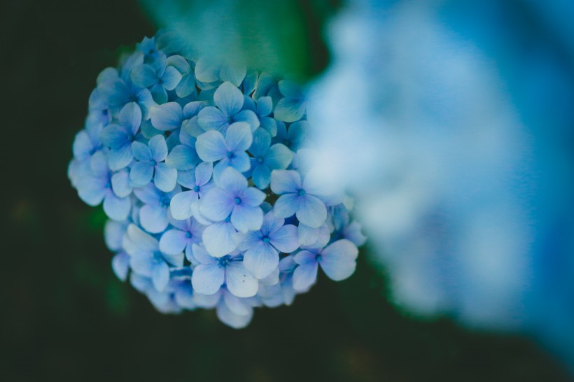 蓝色的八仙花图片