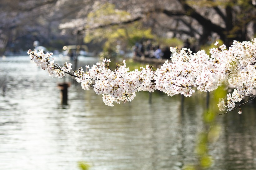 美丽的日本樱花图片
