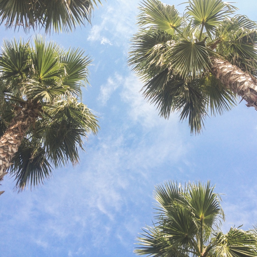 高大绿色的棕榈树图片