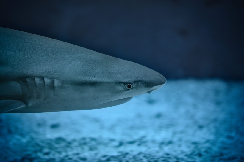 海里凶狠的鲨鱼图片