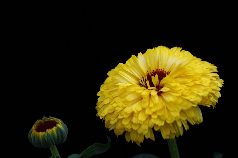 黄色的小菊花图片