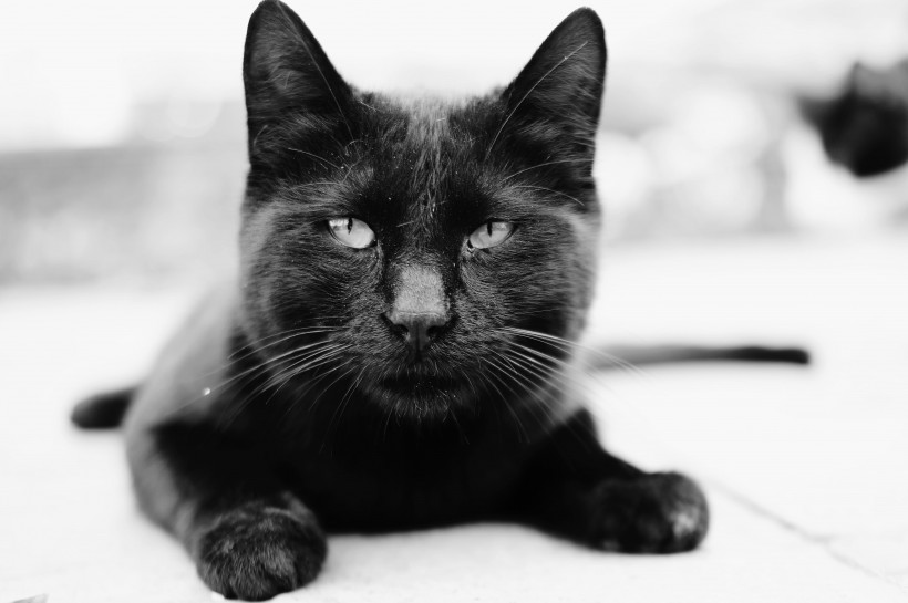 聪明机灵的黑猫图片