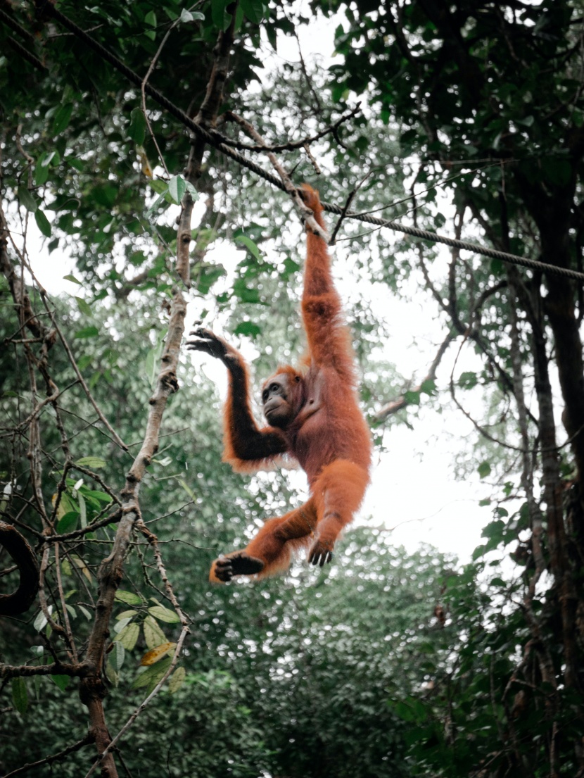 身材魁梧的苏门答腊猩猩图片