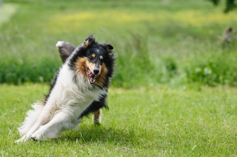 聪明机敏的苏牧犬图片