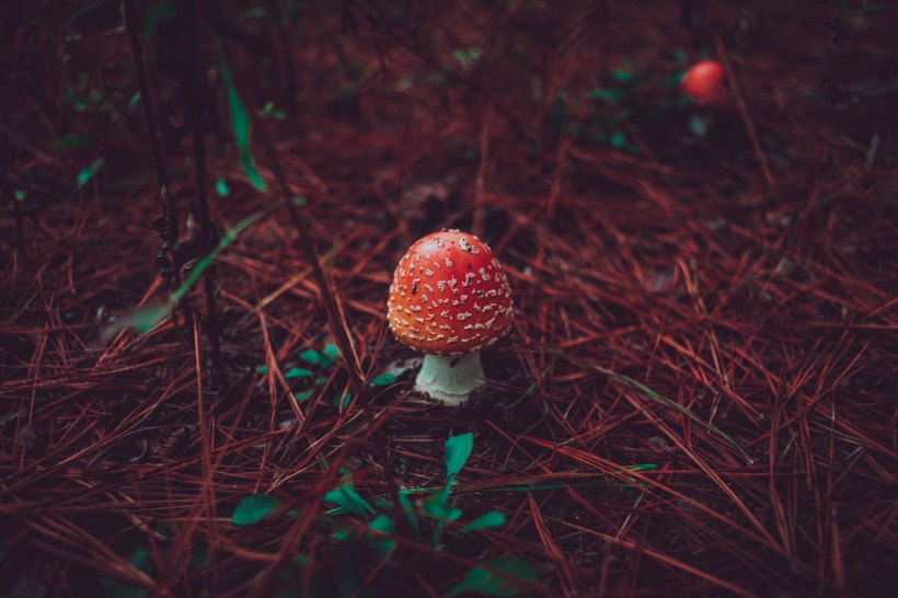 森林中漂亮的野生蘑菇图片