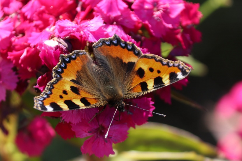 花朵上的荨麻蛱蝶图片