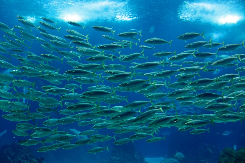 五彩斑斓的海洋鱼群图片