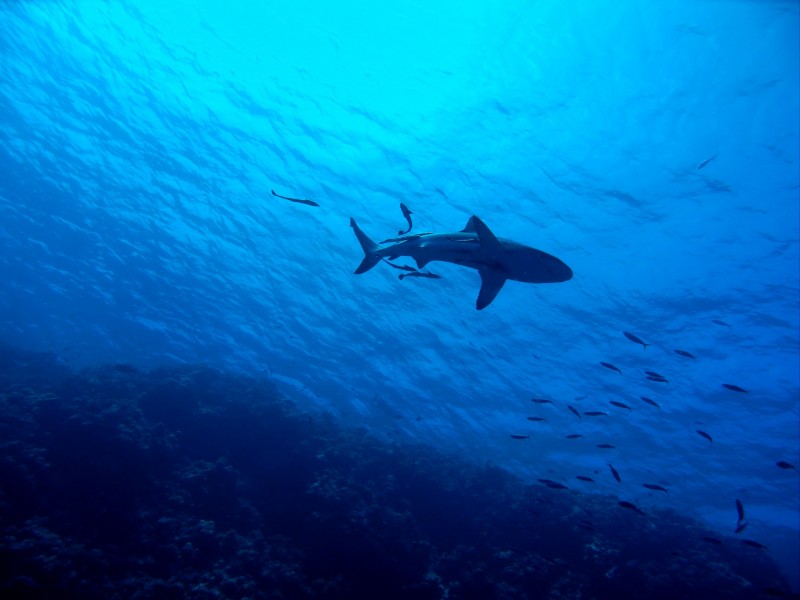 海洋中的鲨鱼图片