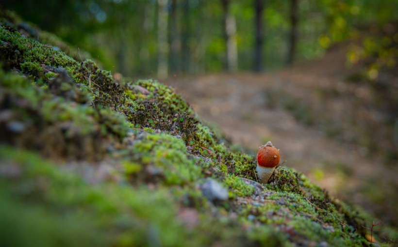 森林里的一个蘑菇图片
