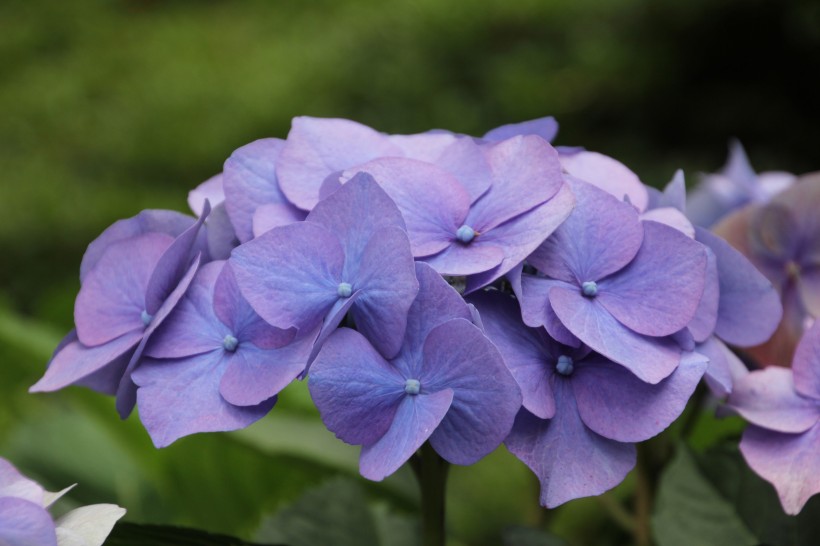 花团锦簇的淡紫色八仙花图片