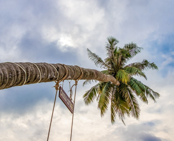 热带的椰树图片