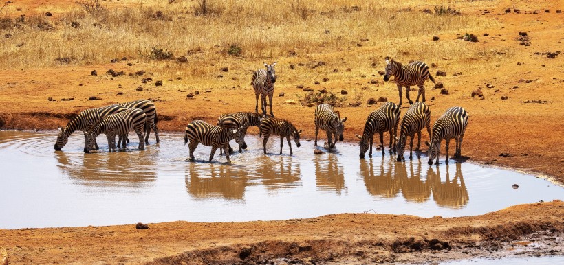 非洲大草原上帅气的斑马图片