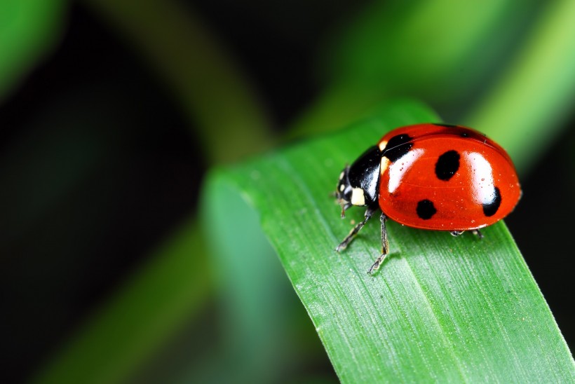 可爱的红色瓢虫图片