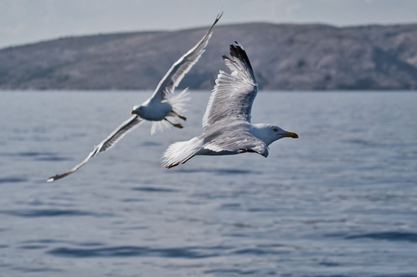 热爱飞翔的海鸥图片