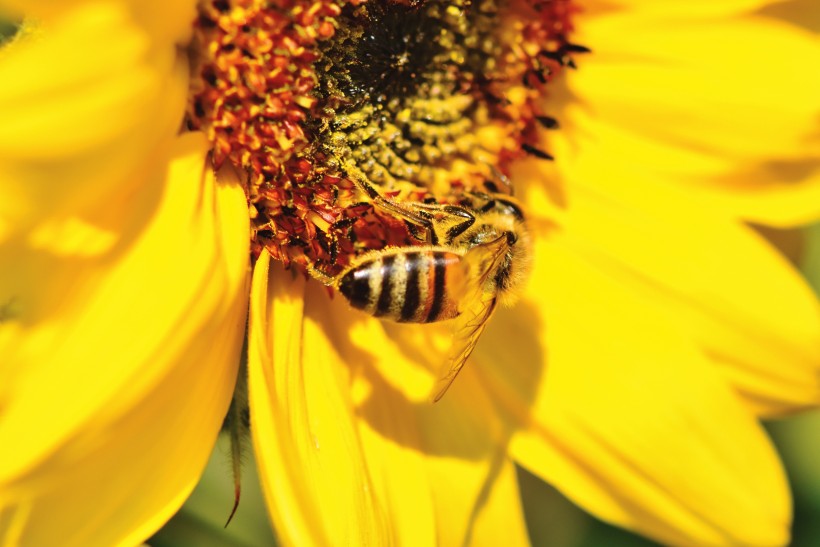 正在采花蜜的蜜蜂图片