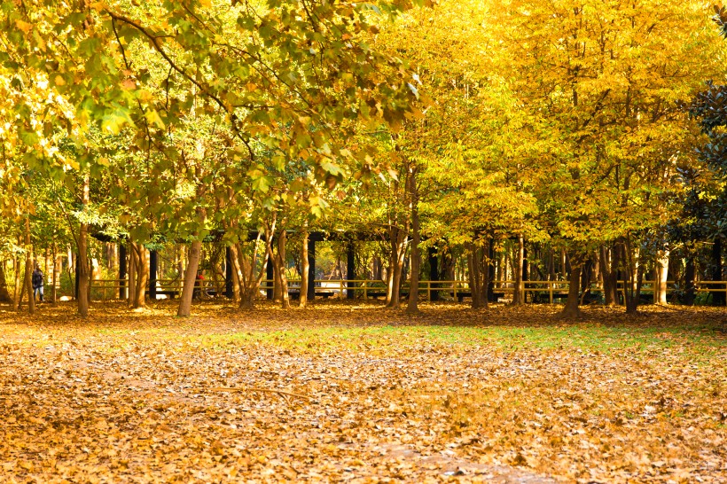 秋天金黄的叶子图片