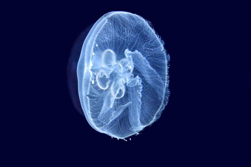 蓝色透明的水母图片