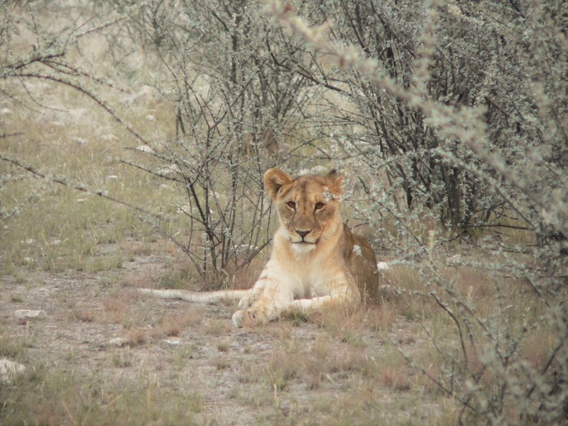 野生的母狮子图片