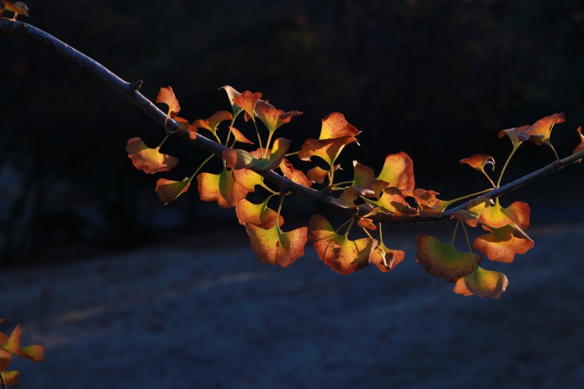 秋天唯美的金色银杏树叶图片