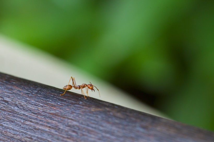 蚂蚁微距摄影图片