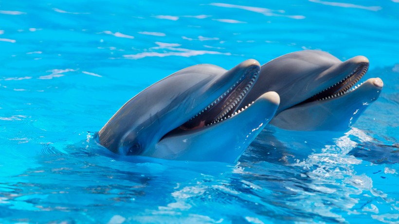 活泼可爱的海豚图片