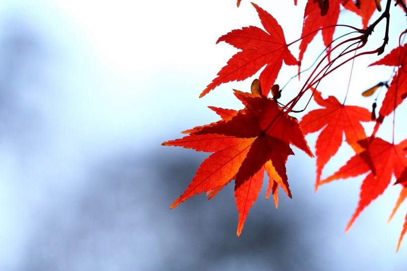 秋天唯美的红色枫叶图片