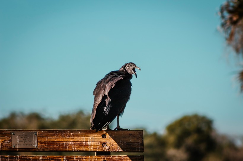 无声的食腐鸟黑美洲鹫图片
