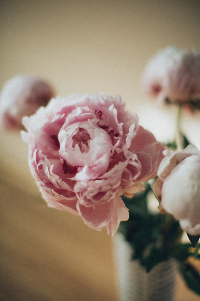 深粉色的玫瑰花图片