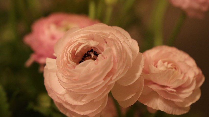 漂亮盛开的花毛茛图片
