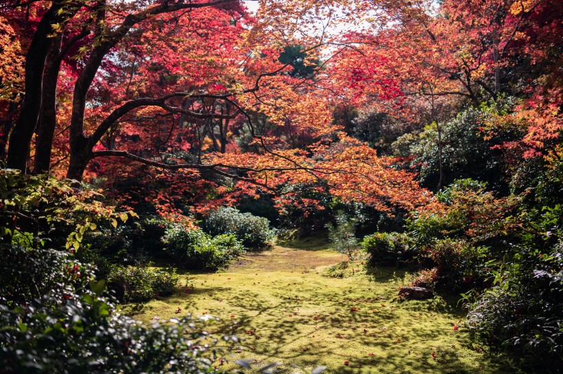 京都枫叶图片