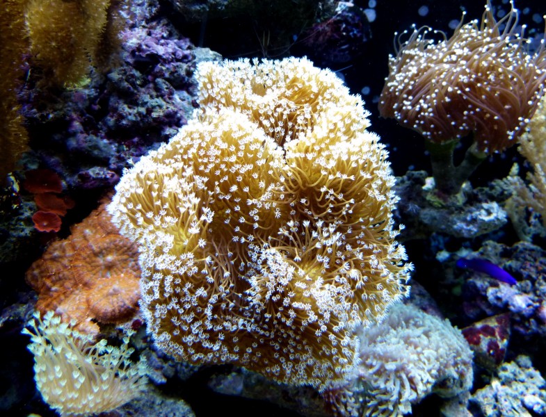 深海里的珊瑚和珊瑚礁图片