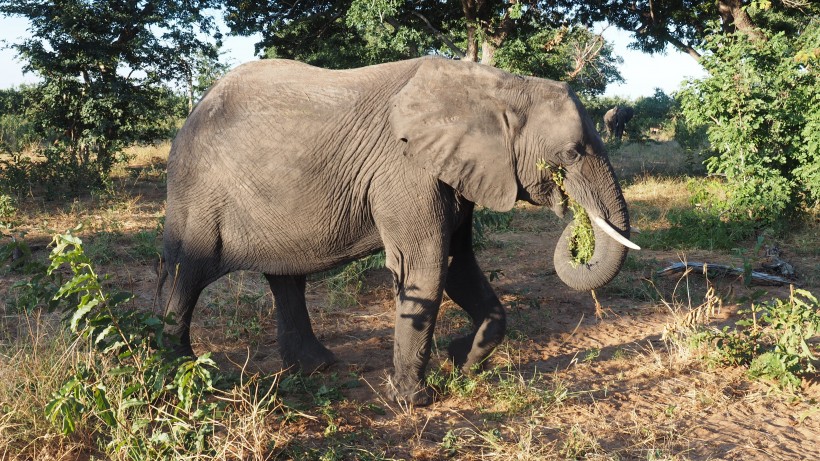 丛林中的一头野生大象图片