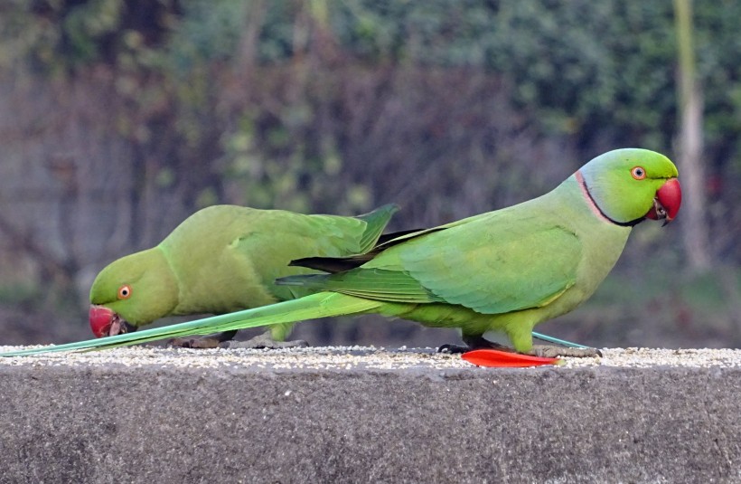 可爱的绿色环颈鹦鹉图片