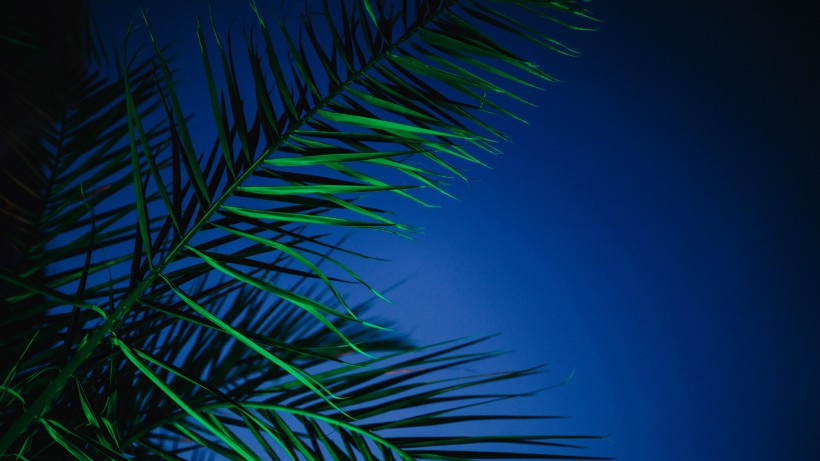 高大挺拔的棕榈树图片