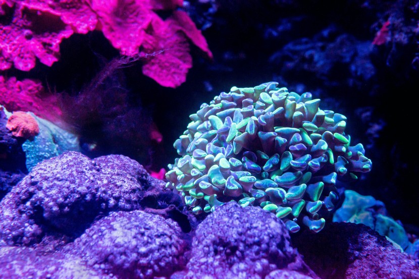 颜色绮丽的珊瑚图片