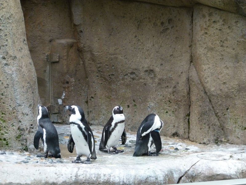 走路摇摇摆摆的非洲企鹅图片