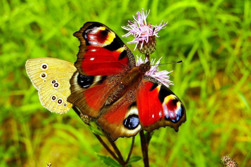 漂亮的孔雀蝴蝶图片