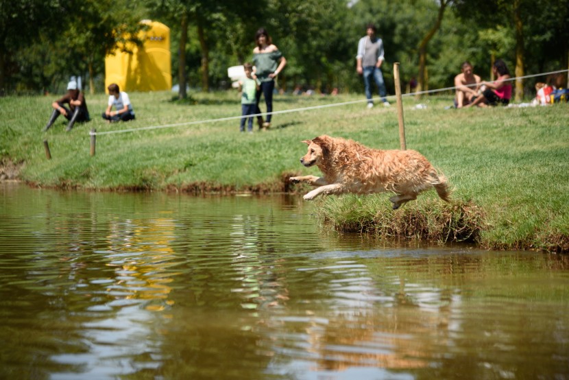 戏水玩耍的宠物狗图片