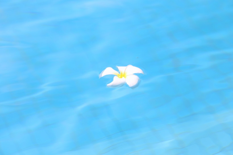 一朵鸡蛋花漂在水面上图片