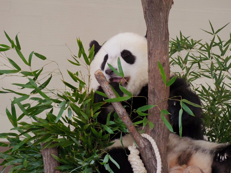 正在吃竹叶的大熊猫图片