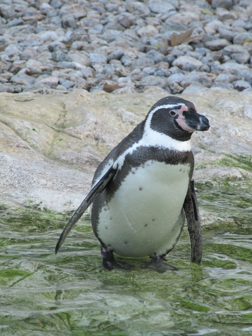 步履蹒跚的洪堡企鹅图片