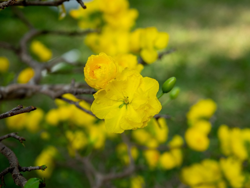 花团锦簇的金莲木图片