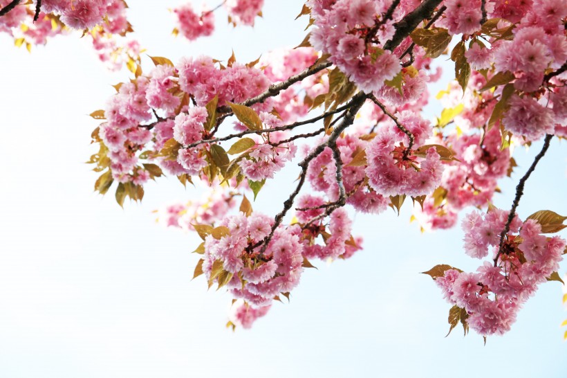 生机勃勃灿烂盛开的樱花图片