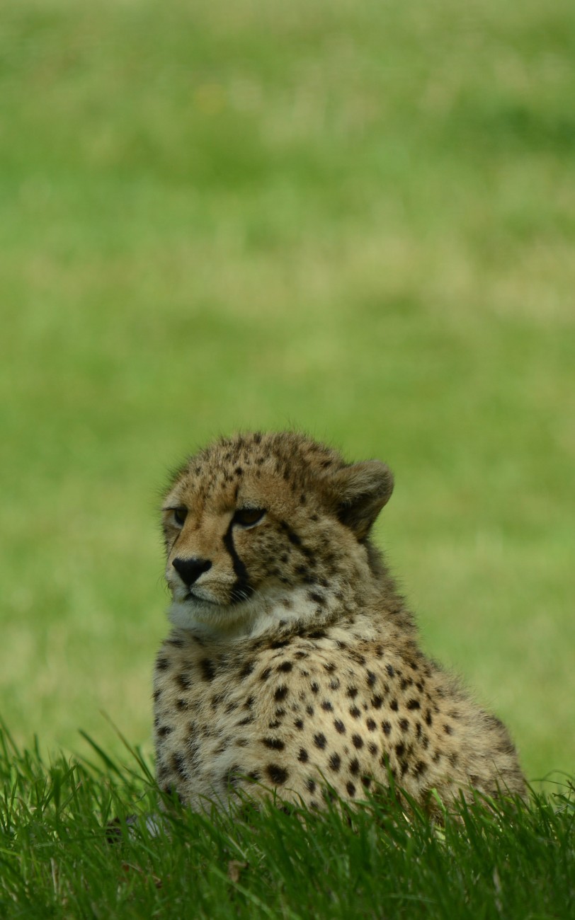 可爱的猎豹幼崽图片